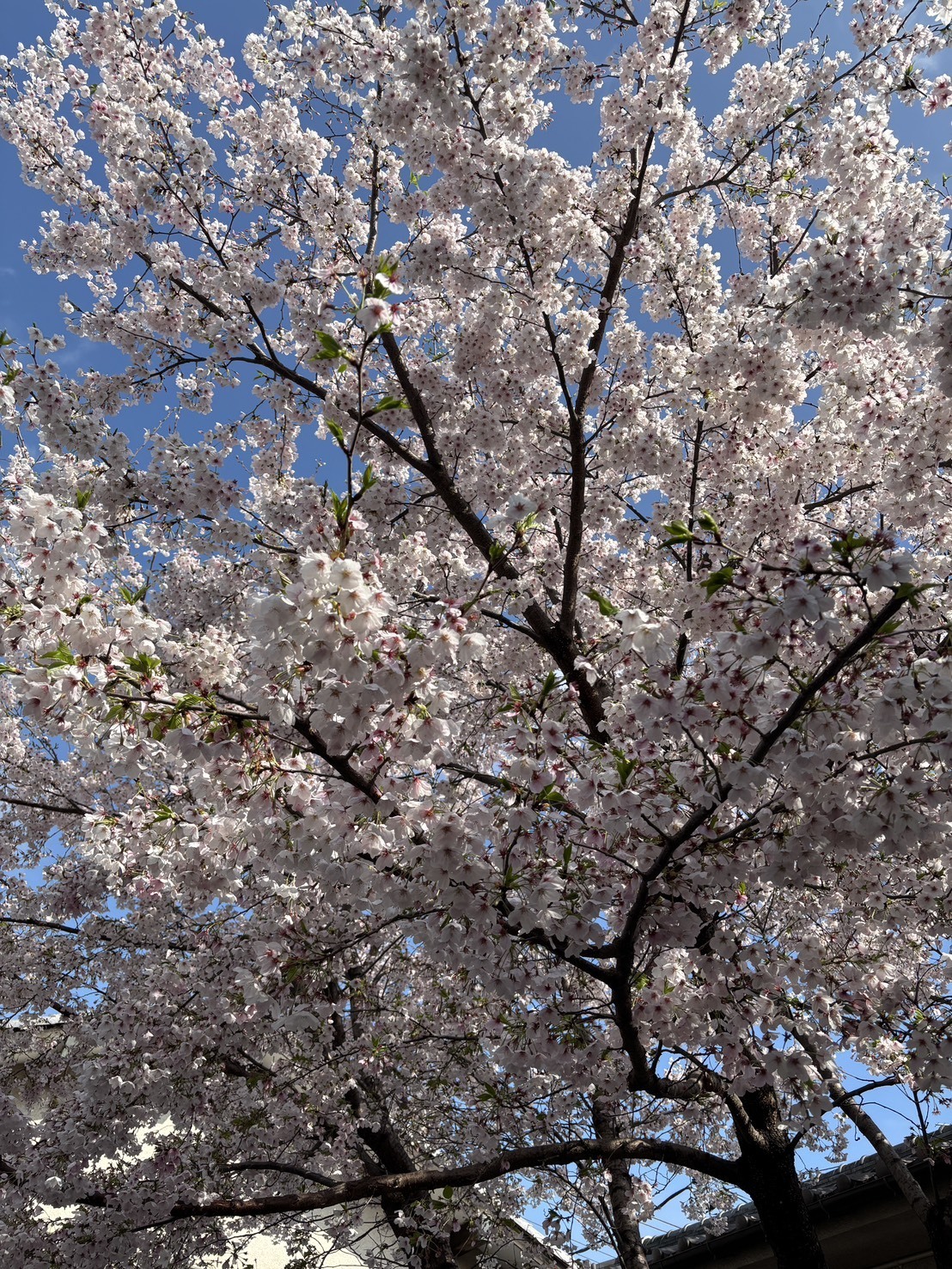 今週のしおん#１３９